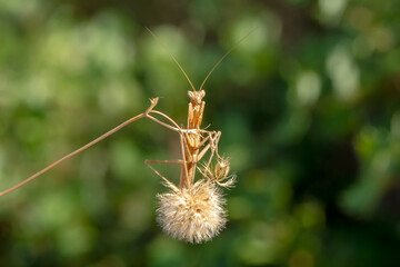 Close up of pair of Beautiful European mantis ( Mantis religiosa ).