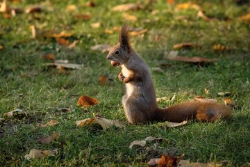 Naklejka na ściany i meble Beautiful squirrel on the grass with nut in the maw. Detail in the autumn. Poland