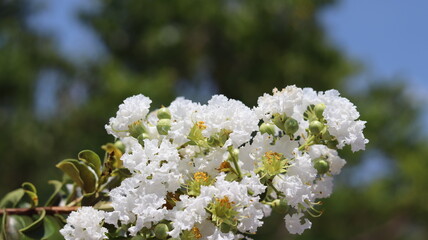 Bunch of tiny white flowers, delicate and beautiful. White flowers in tropical spring.