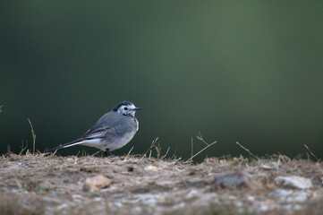 White wagtail (Motacilla alba) resting