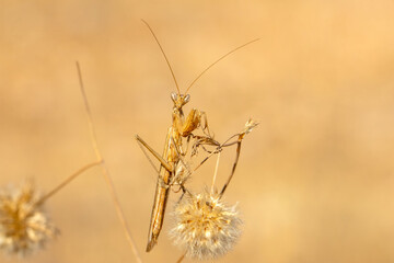 Close up of pair of Beautiful European mantis ( Mantis religiosa ).