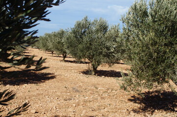 Olive tree loaded with olive fruit for harvesting and oil production in Spanish fields of Castilla la Mancha.