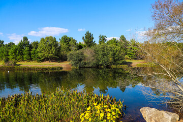 Fototapeta na wymiar a stunning shot of a still lake in the park surrounded by lush green and autumn colored trees reflecting off the water with blue sky and clouds at Garrard Landing Park in Alpharetta Georgia USA
