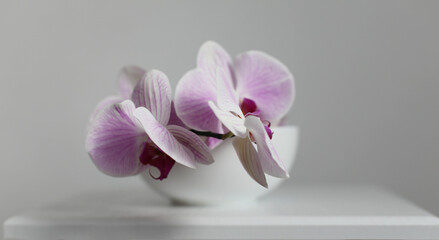 Pink phalaenopsis orchid flower in white bowl on gray interior. Selective soft focus. Minimalist still life. Light and shadow nature horizontal background.