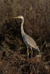 Portrait of a Grey Heron at Asker marsh, Bahrain