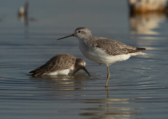 Marsh Sandpipers at Asker marsh, Bahrain