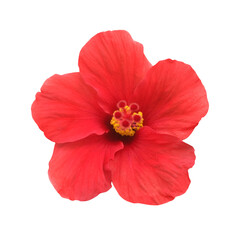 Red flower rose hibiscus isolated on white background