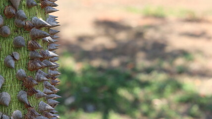 Thorn of the Brazilian paineira tree. Thorny trunk of the paineira. Thorns in the form of cones.