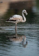 A juvenile Greater Flamingos in the morning at Tubli bay, Bahrain