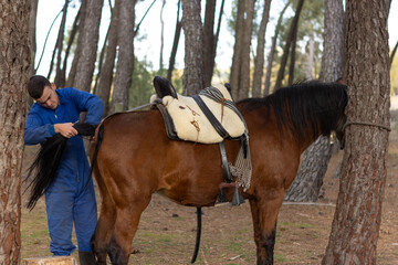 stable worker placing the saddle on a brown horse