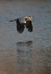 Grey Heron flying at Tubli bay, Bahrain