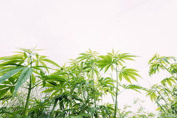 Legal Green Marijuana Cannabis Leaves Growing At Farm In Summer Day, Beautiful Cannabis Background. Cultivation Background. Marijuana Cultivation Green Lush Background Of Leaves. Young Cannabis Plant