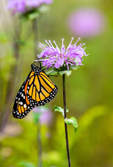 Monarch Butterfly on Purple Flower