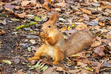 Naklejka na ściany i meble red squirrel holding walnut in a autumn park with yellow leaves
