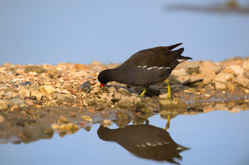 Common moorhen in nature