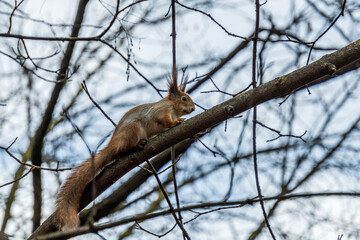 Curious little red squirrel on the tree branch in the autumn park