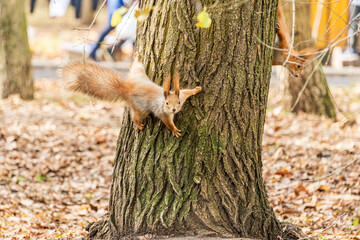 Curious little red squirrel on the tree trunk in the autumn park