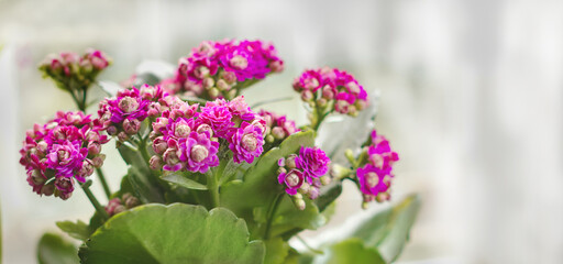 Kalanchoe Blossfield in a pot by the window with a place for text