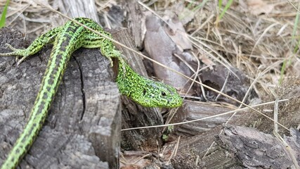 lizard