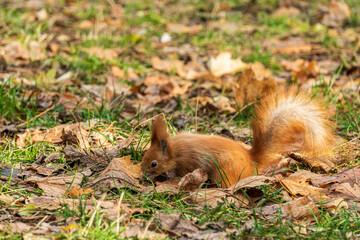 Naklejka na ściany i meble red squirrel is looking for food in the autumn park with yellow leaves