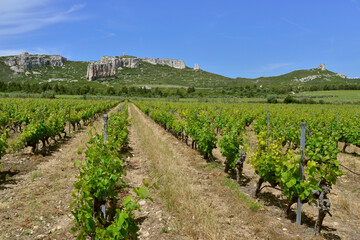 Fototapeta na wymiar Les vignes varois partent en fuite à l'horizon, département du Var en région Provence-Alpes-Côte-d'Azur, France