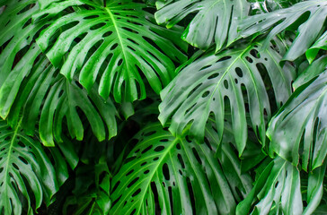 Obraz na płótnie Canvas Monstera. Large green leaves of a tropical plant.
