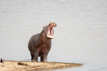  hippopotamus yawning