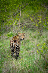 Portrait of leopard in Sabi Sand