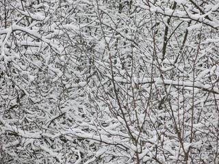 tangled snow-covered tree branches are a great winter background