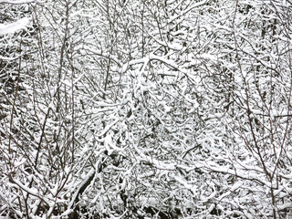 tangled snow-covered tree branches are a great winter background