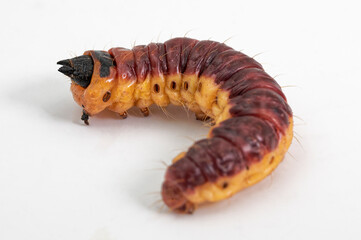 Chenille du Cossus-cossus ou gâte-bois