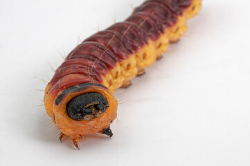 Chenille du Cossus-cossus ou gâte-bois