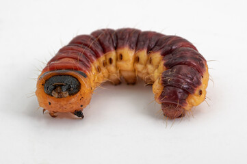 Chenille du Cossus-cossus ou gâte-bois