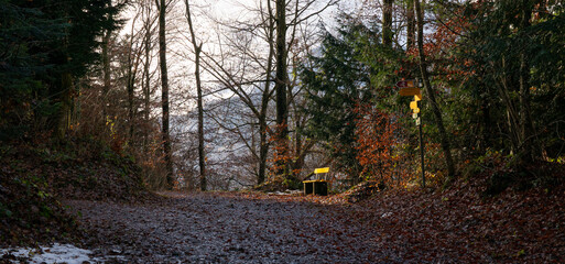 sunset in the forest