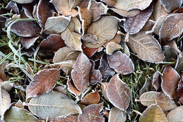 Background and texture of various autumn leaves lying on the ground and frozen