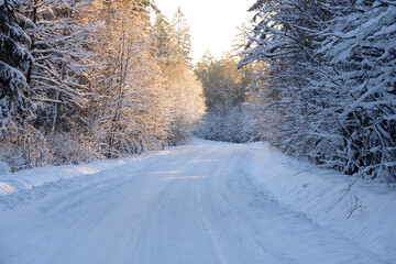 a beautiful white snowy winter road with a little sunlit trees on a nice day