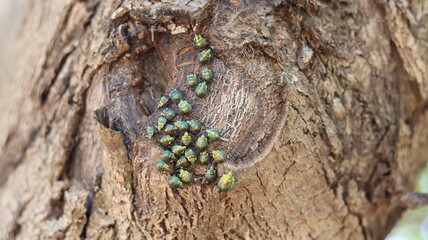 Green beetles family on a tree trunk. Green beetles gathering. Insects on the tree trunk.