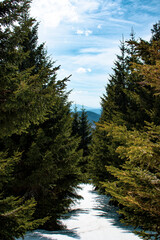 Fototapeta na wymiar Spring on the highest mountain in Serbia, Midzor, Stara planina