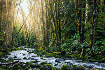 Obraz premium Waterfall at Fossli Provincial Park, port Alberni, Vancouver Island, British Colombia
