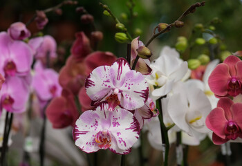 Blooming phalaenopsis orchid in a greenhouse