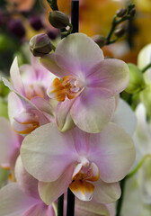 Fototapeta na wymiar Blooming phalaenopsis orchid in a greenhouse