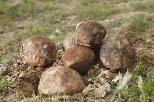 The terfeziaceae, earth criadillas, or desert truffles, are fungi belonging to the ascomycetes.