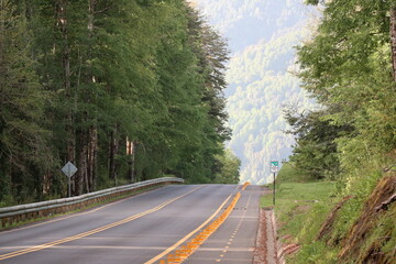 Camino en el bosque de Huilo Huilo