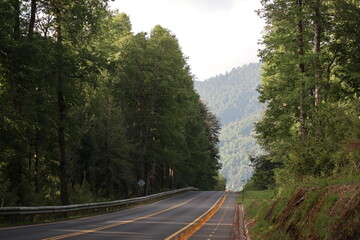 Camino en el bosque de Huilo Huilo