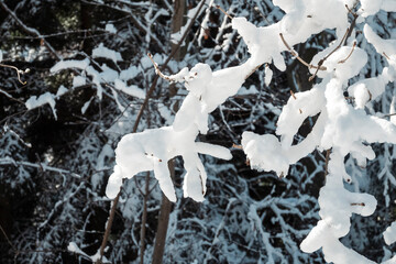 First annual snow covering tree branches in the forest, bringing the winter season to Zagreb city, Croatia