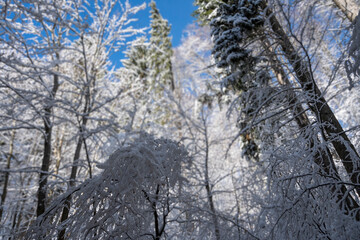 Frozen, snow covered tree branches deep in the forest of mountain Medvednica, high above Zagreb city, Croatia