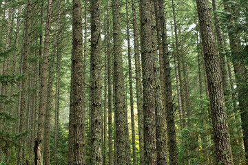 The mist covers the forest, Nanaimo, Vancouver Island, British Colombia, Bc