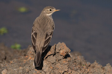 American or Buff-bellied Pipit Perched on a Rock Near the Water