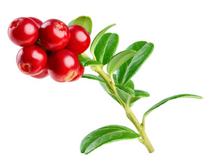cranberry, cowberry, lingonberry, isolated on white background, clipping path, full depth of field