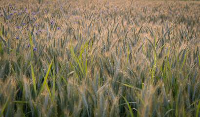 wheat field in sunset